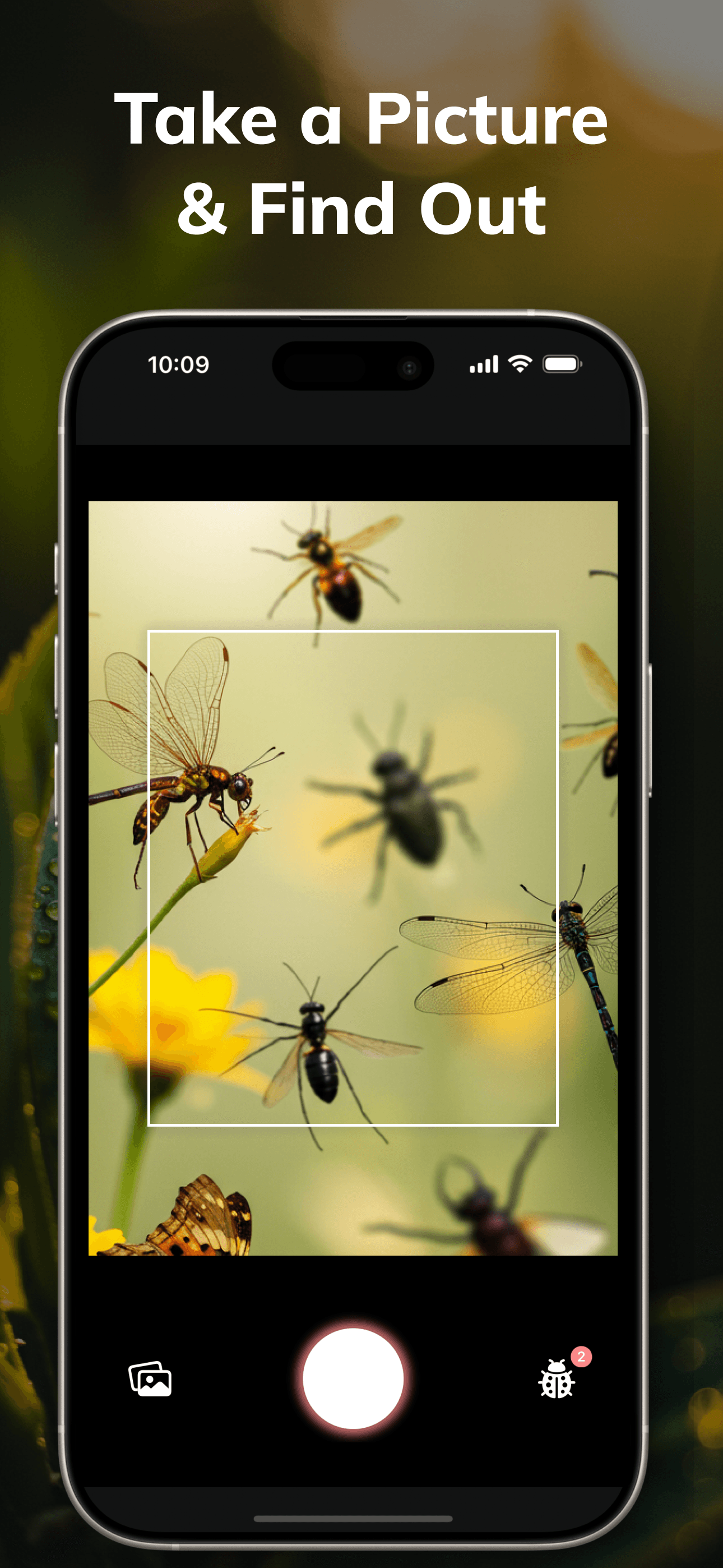 Taking a photo of a bug